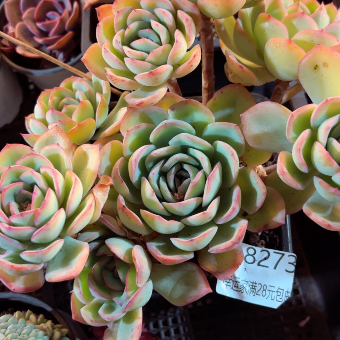 幸运的是我的朋友们