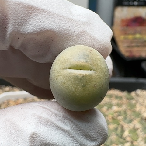 3139，丑鹅母本脱土发货