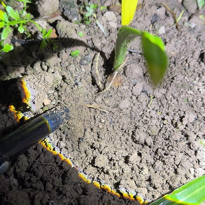 泡泡糖2厘米朱顶红