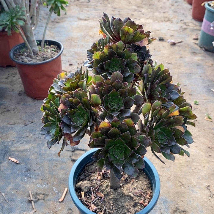 灰法多肉植物84。 