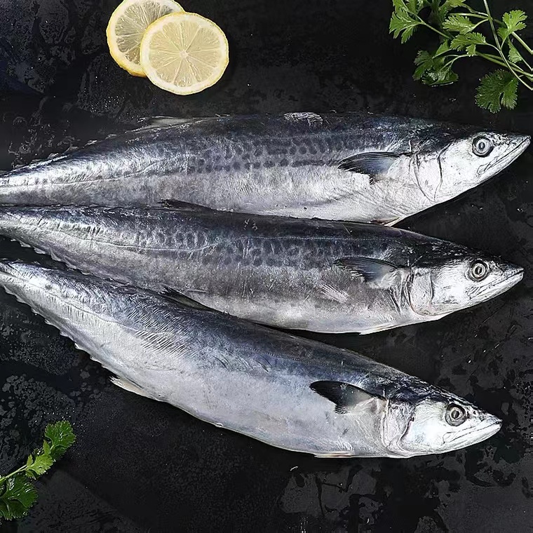 【4斤顺丰发货】整条鲅鱼 山东日照鲅鱼4斤顺丰发货
