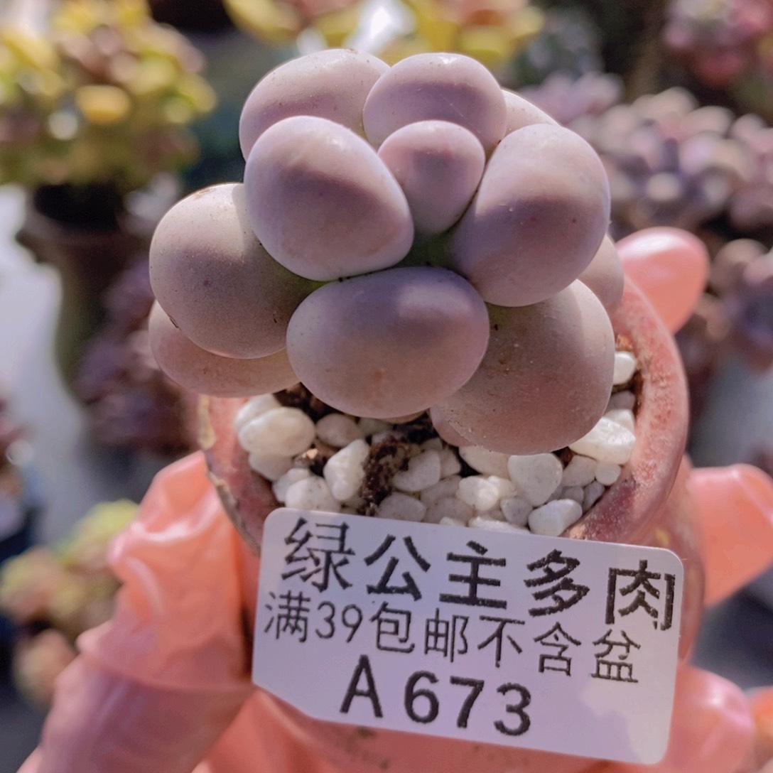 芭比奶洛5cm673多肉酱