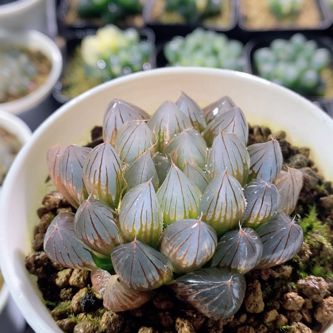 霓虹灯锦多肉植物