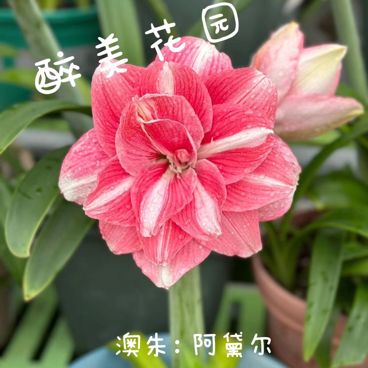 朱顶红种球《祼根带点土发货》，只包对版，不包后期养护，5度以下慎拍