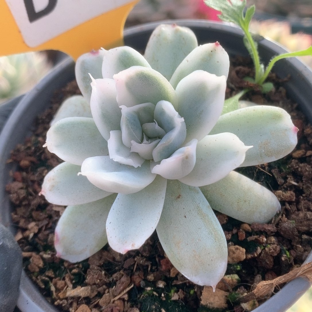 277辛普森锦锦锦锦锦锦