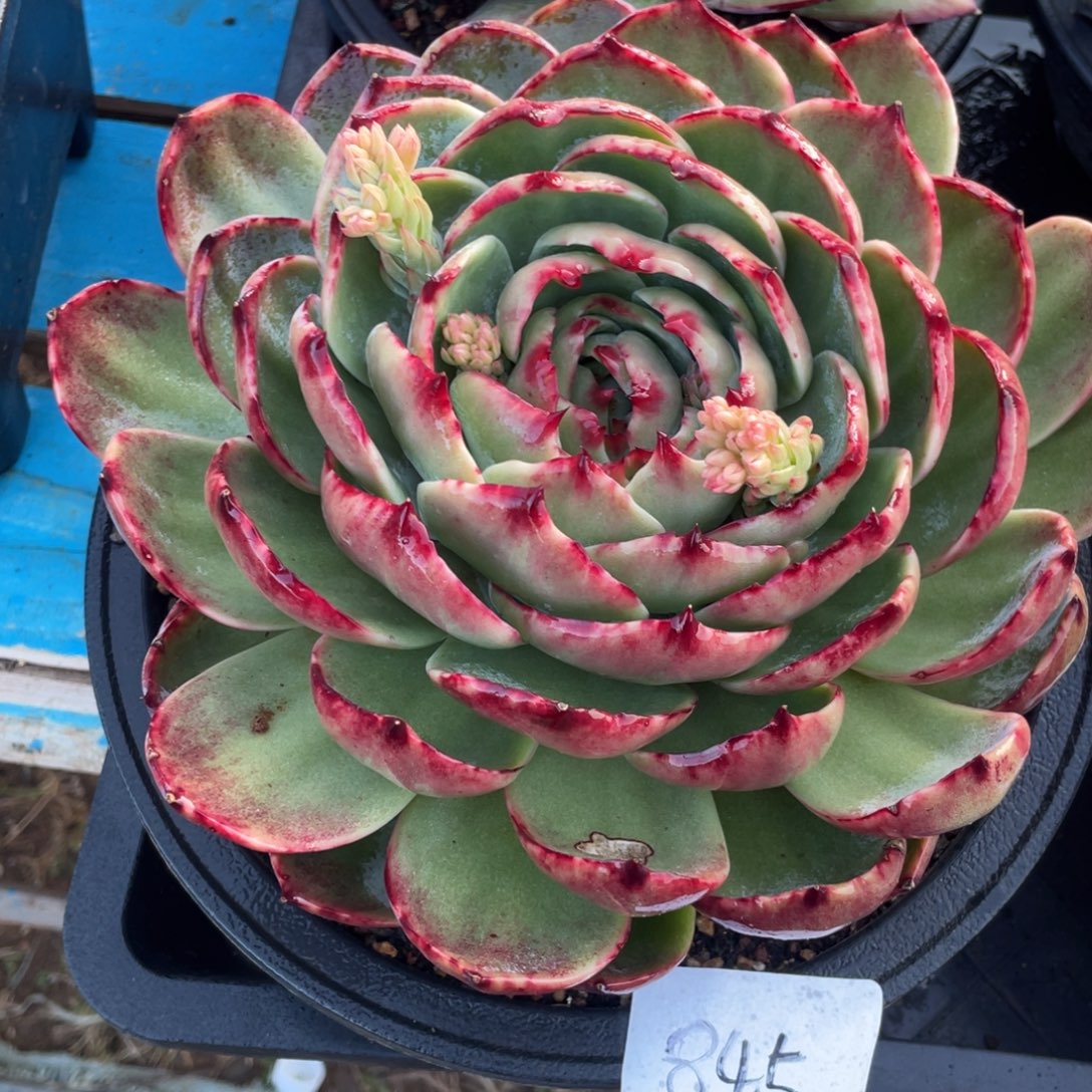 惊鸿仙子冠服22左右