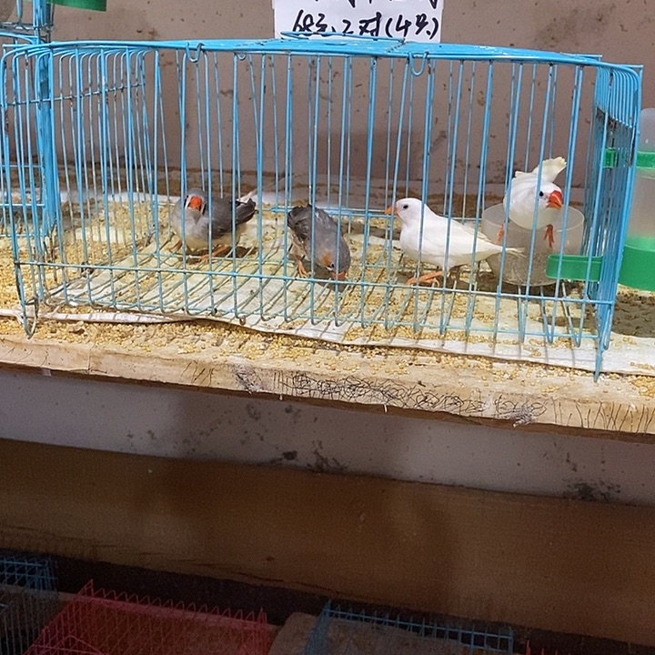 文鸟杀**杜特价珍珠白加灰，包活到家