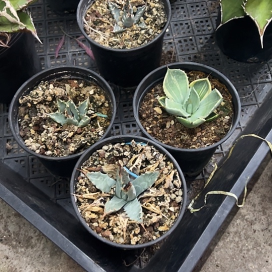 M***王实生eb曲刺妖炎植物2颗