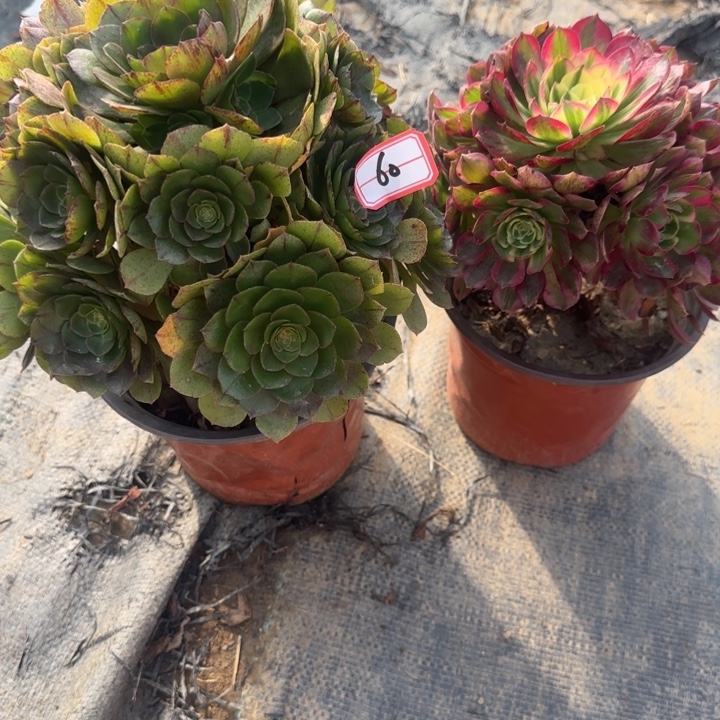 60海王加拉丝处理不包售后