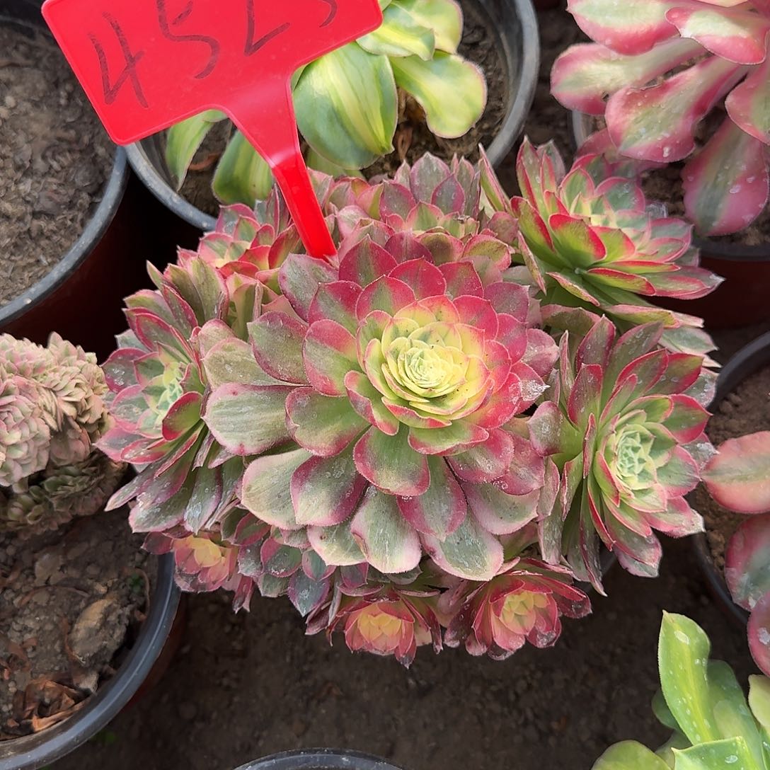 4525海王多肉法师