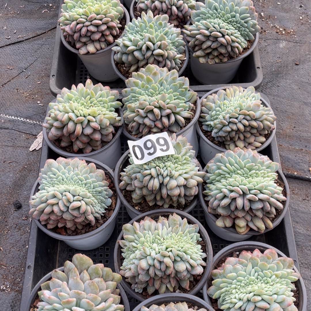 1***320颗橙梦露114444444447777