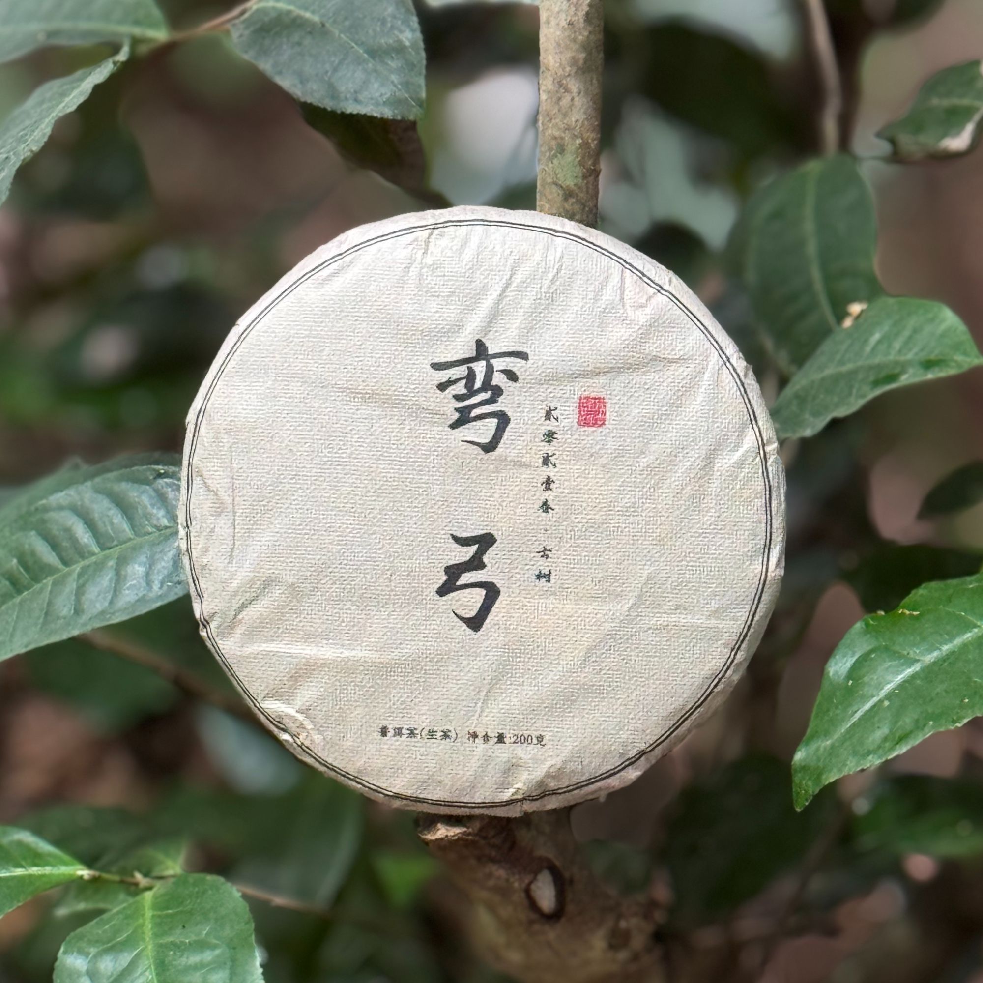 【双十一福利】2021年 弯弓古树纯料头春 普洱生茶200g饼（带茶样）