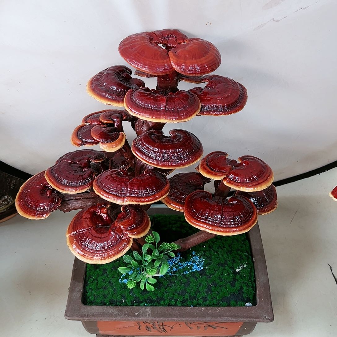 【闪购商品】无花朵