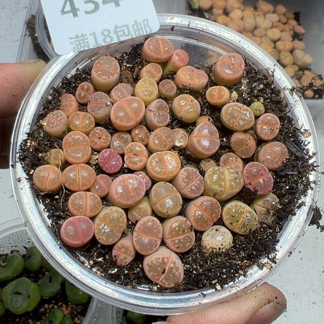 【闪购商品】 434。    