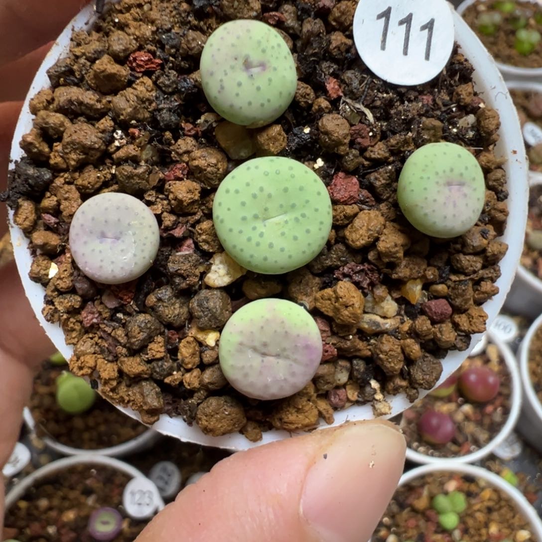 大型奶油嘴5颗脱土111