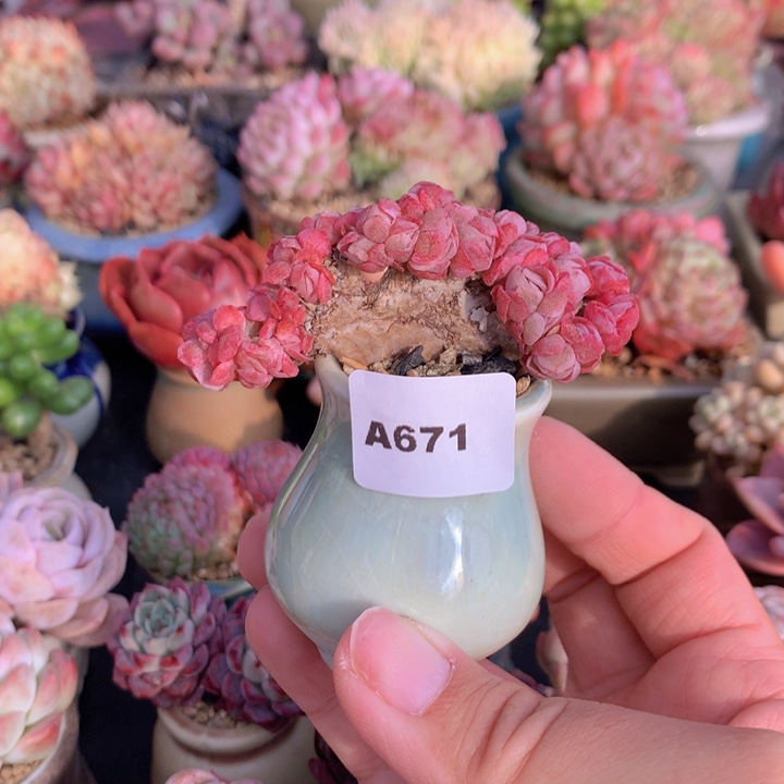 一物一拍含盆土满38包邮A671