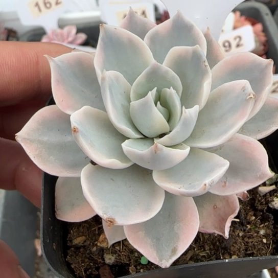 183皮试锦一物一拍多肉