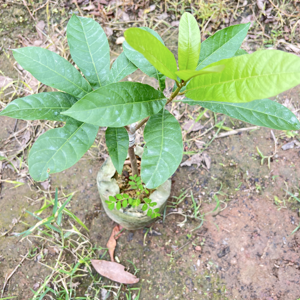 新品种国际版罗斯果盆栽地四季品种