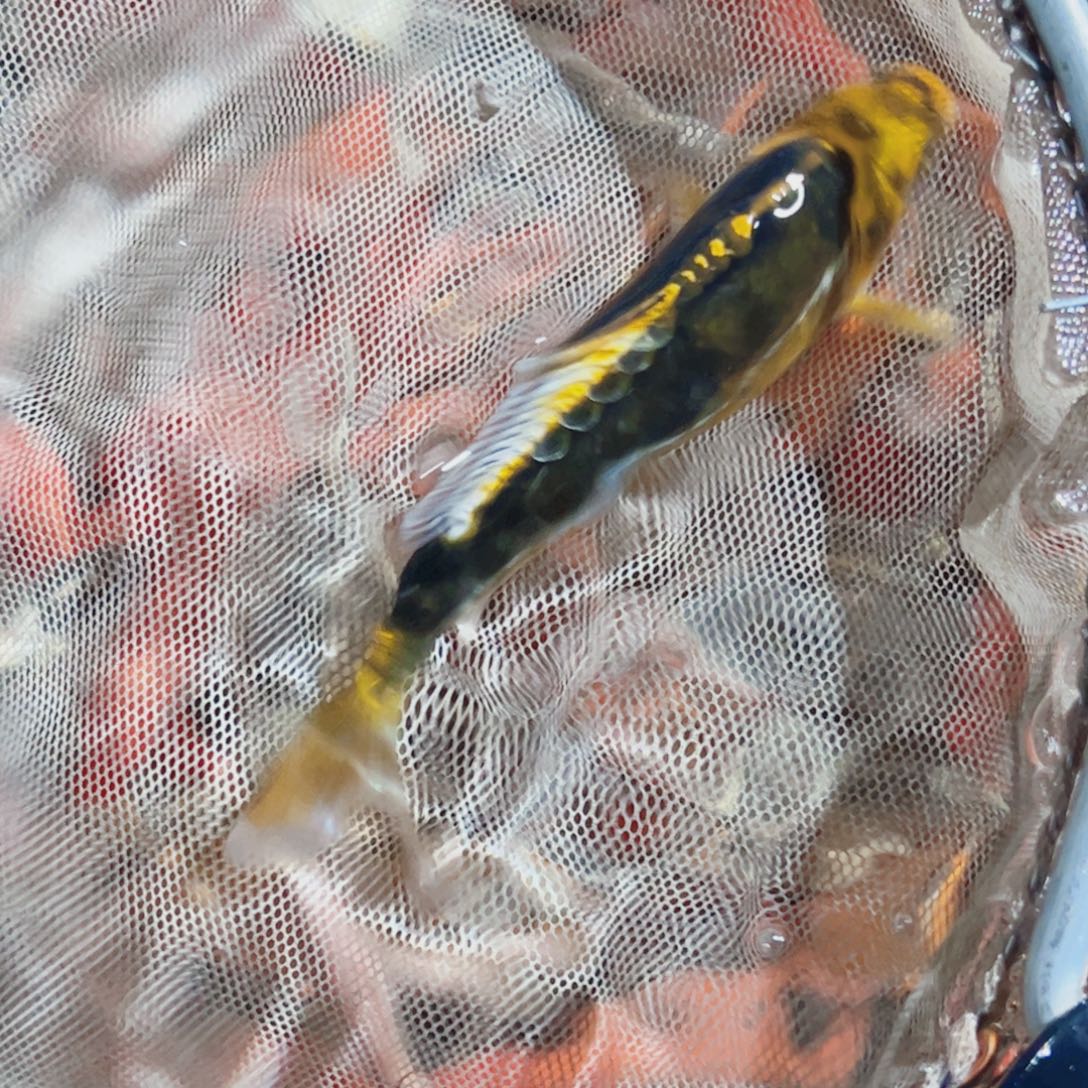 锦鲤锦鲤观赏鱼1111