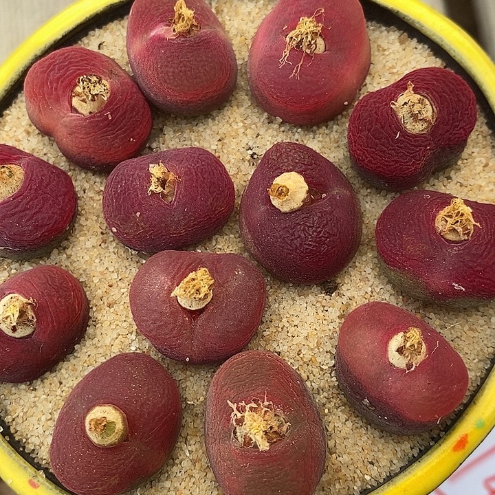 30146全红一组。     