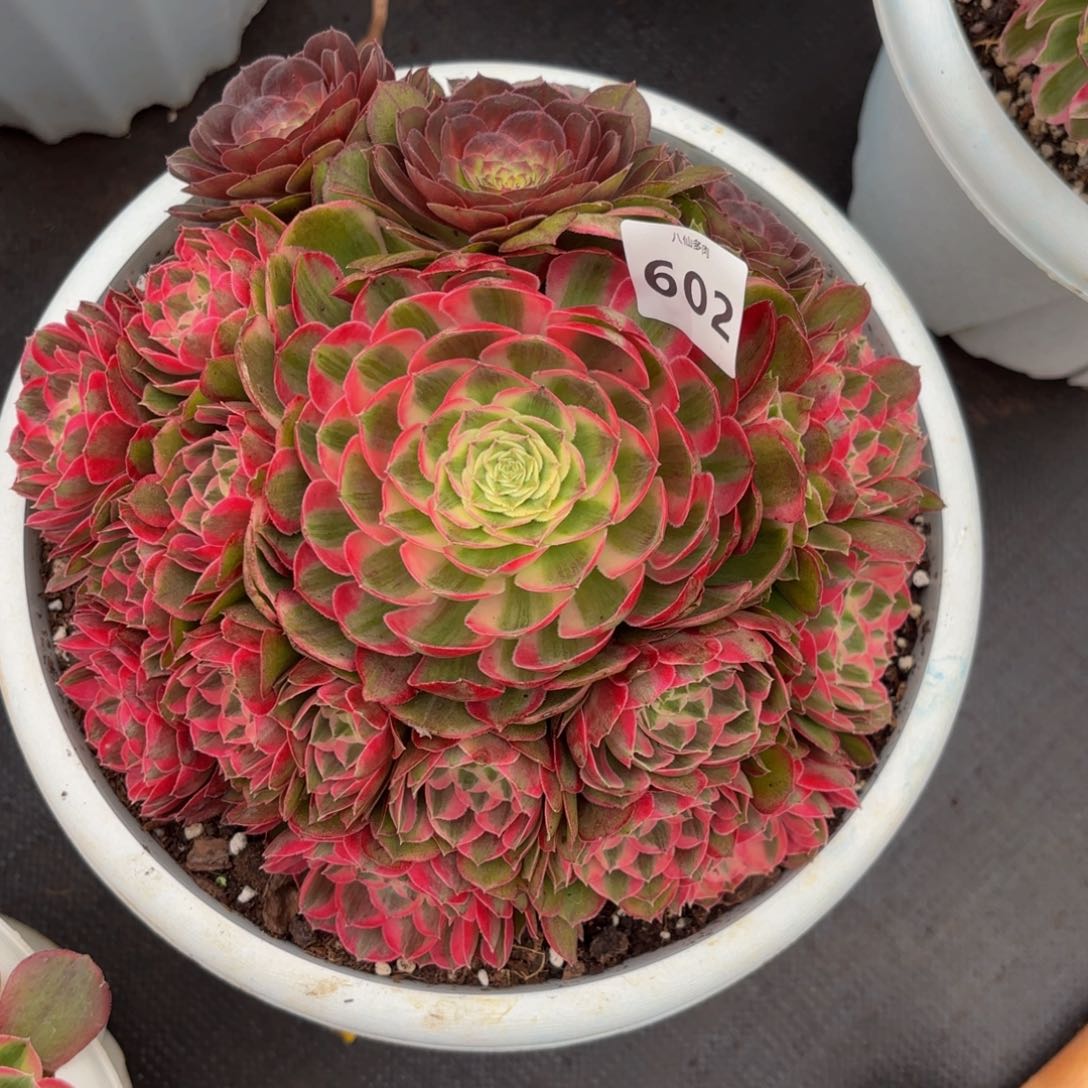 602多肉植物孔雀翎