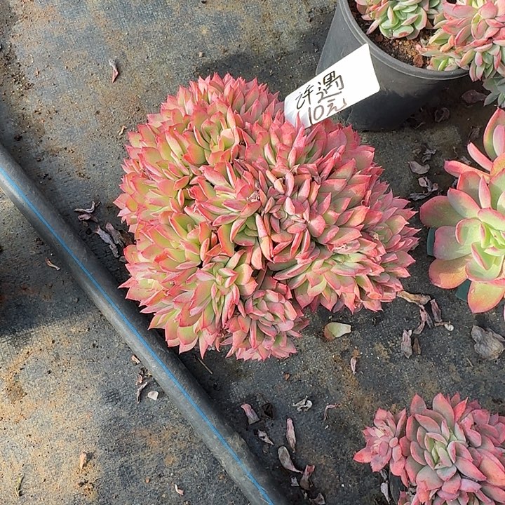 许***遇多肉植物一物一拍许遇