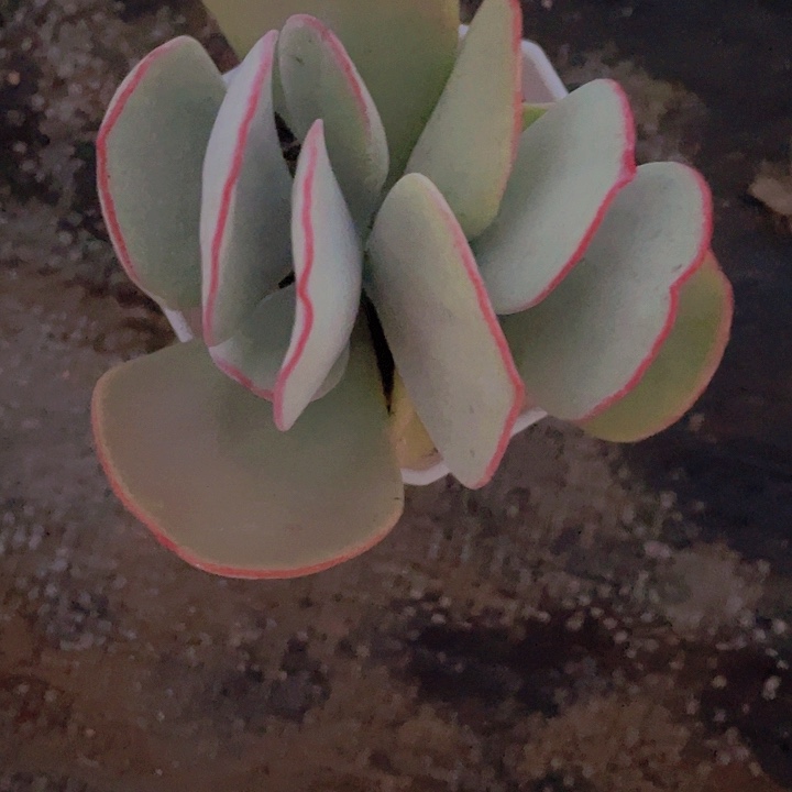 苏*~定向苏灵3头白眉