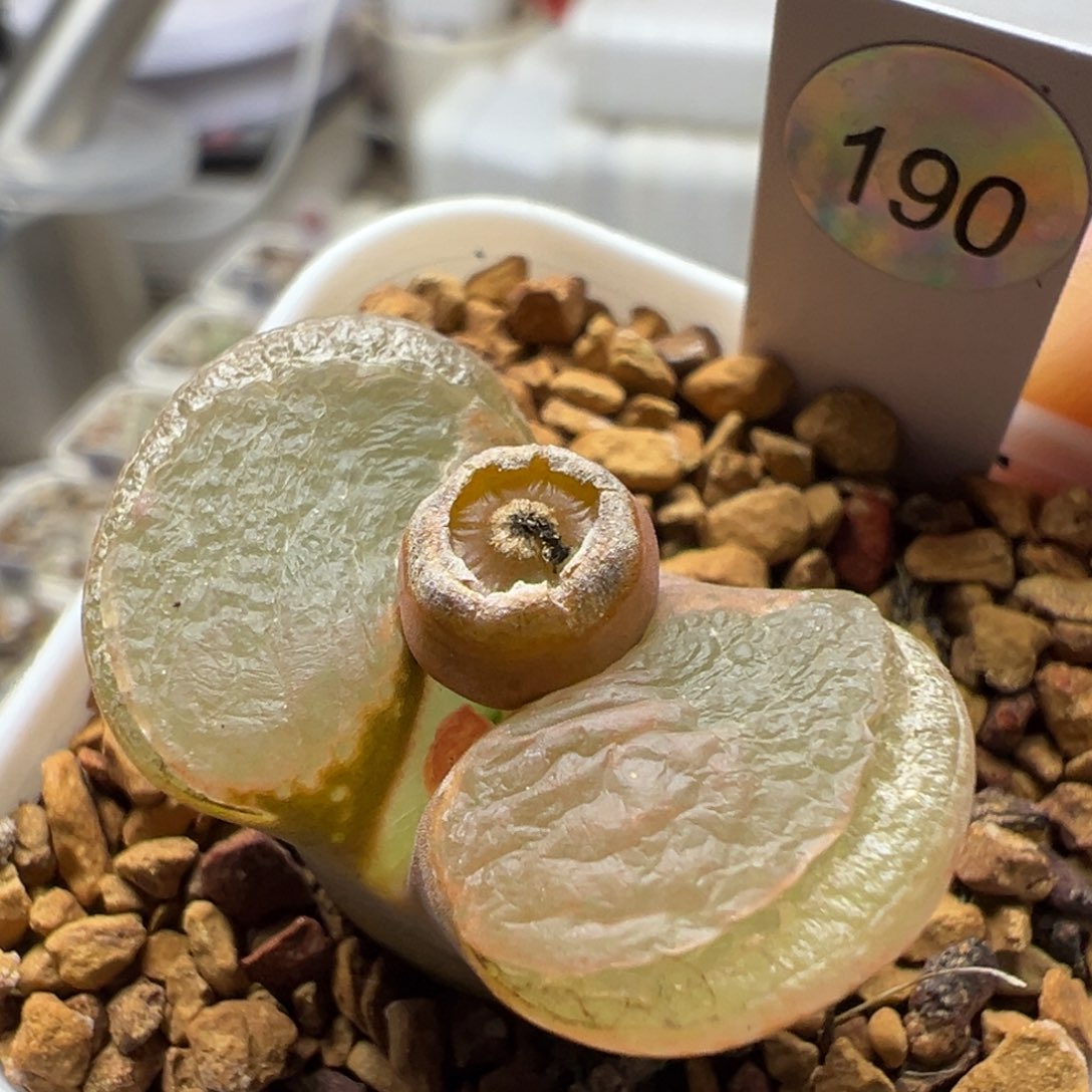 190大型红风铃母本一物一拍