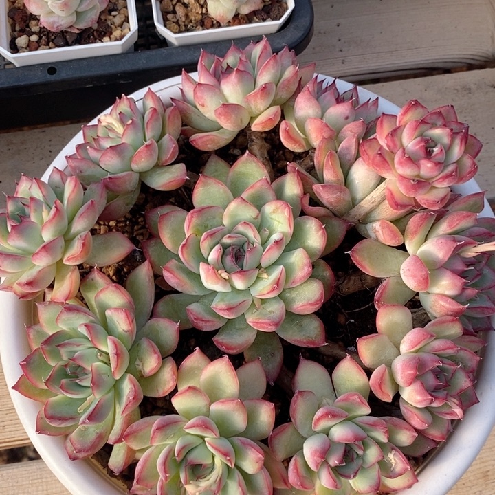 荷花 h h j p 1122