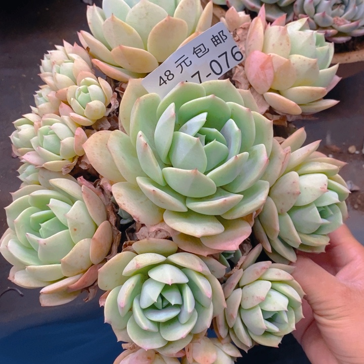 夏悦多肉0417-76恋曲