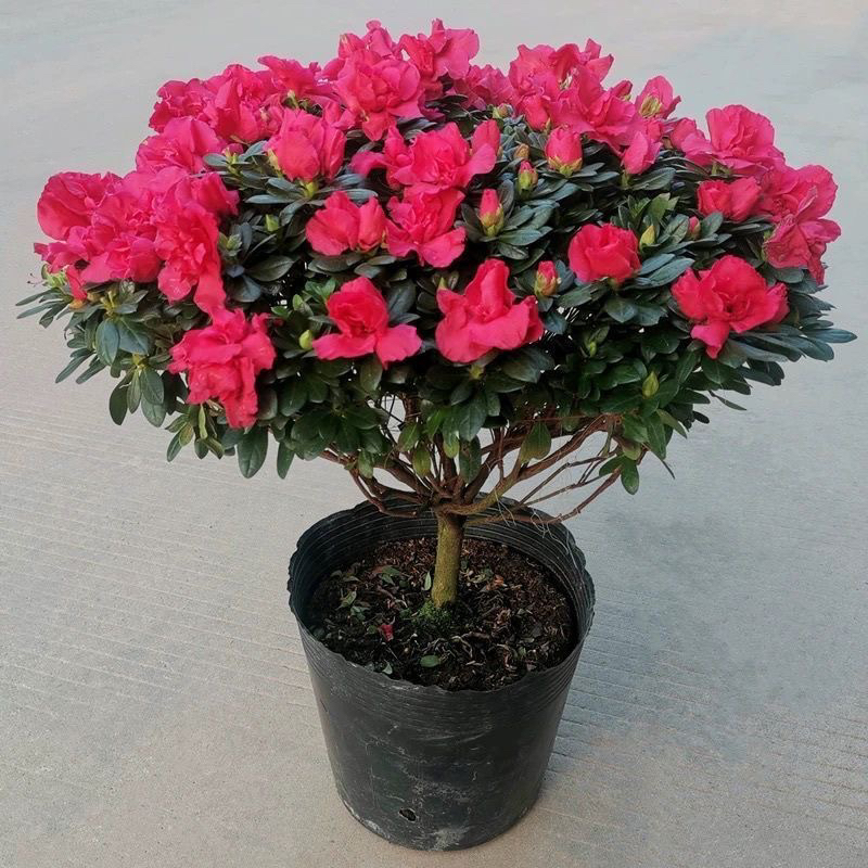 杜鹃花盆栽带花苞四季开花室内外好养绿植客厅阳台庭院花卉