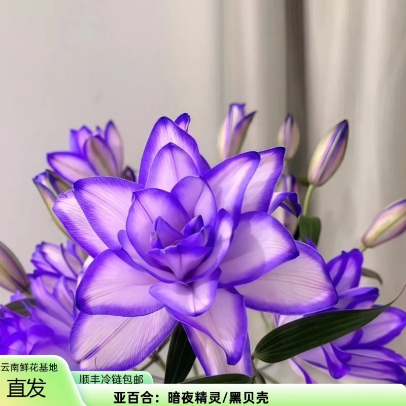 紫美人重瓣香水百合