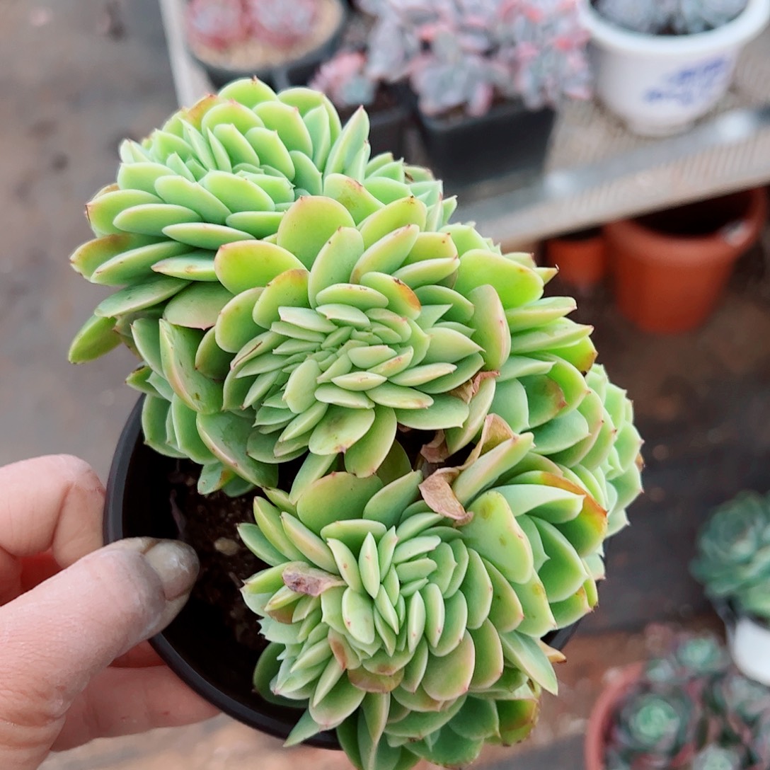 星娜塔缀化，一物一拍