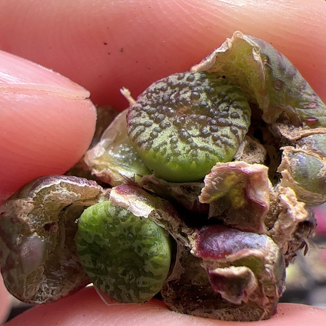 【闪购商品】178 霓虹