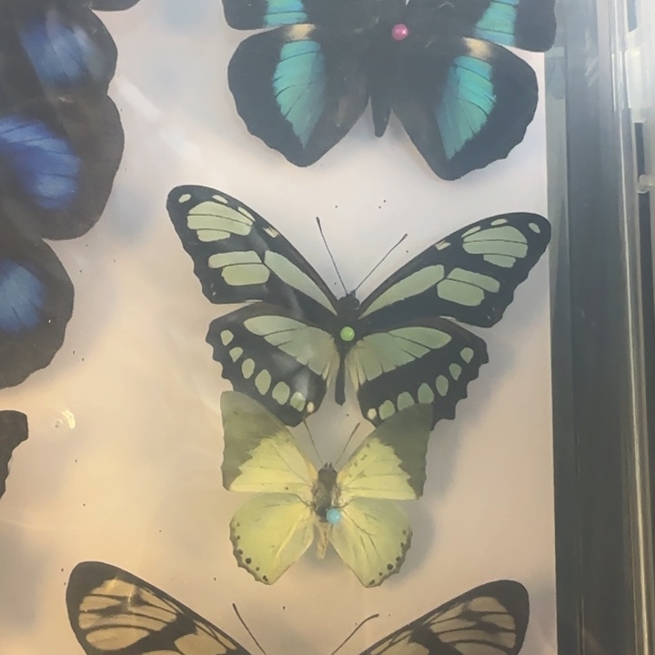 有机玻璃蝴蝶标本立标蝴蝶