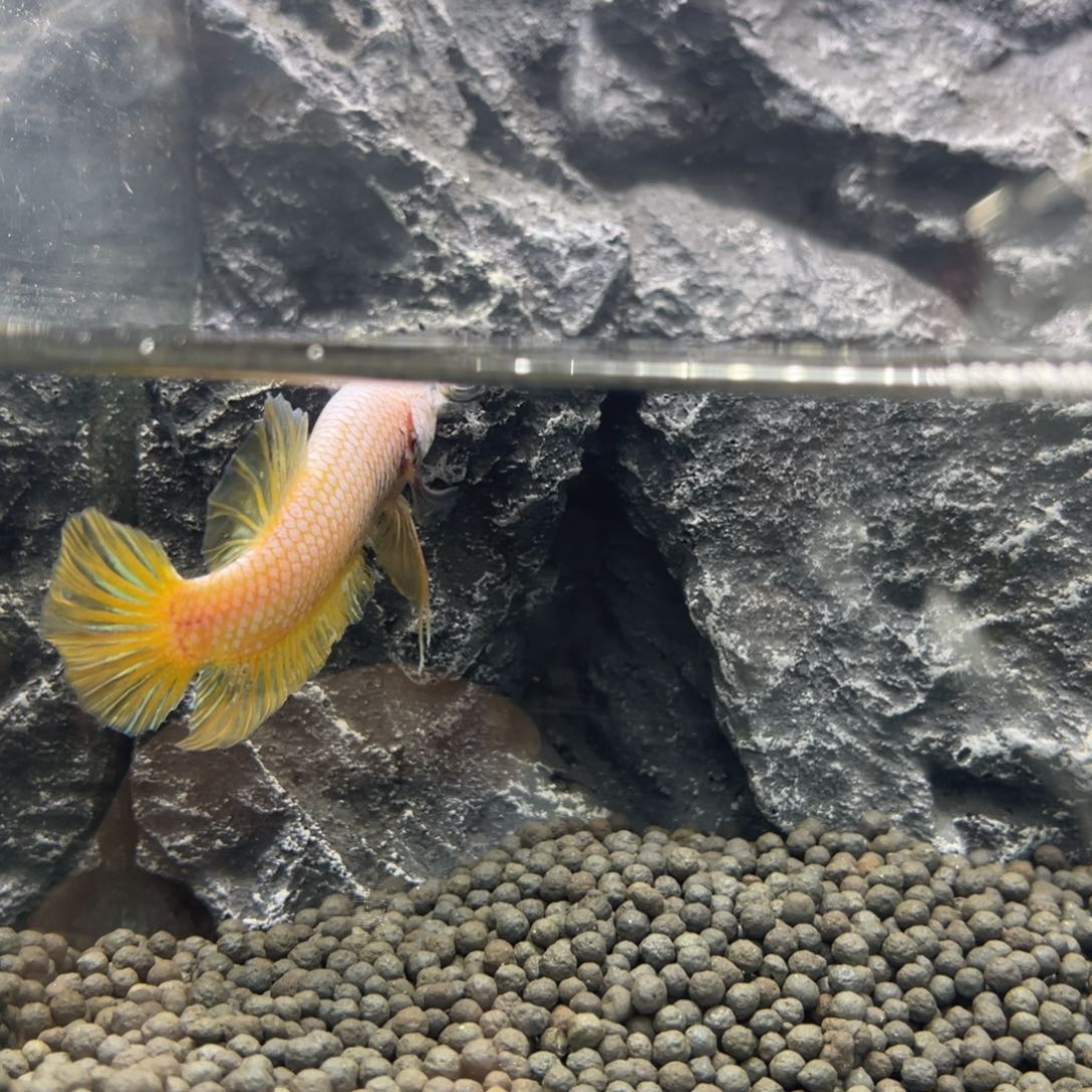 海水鱼福利巨斗66666