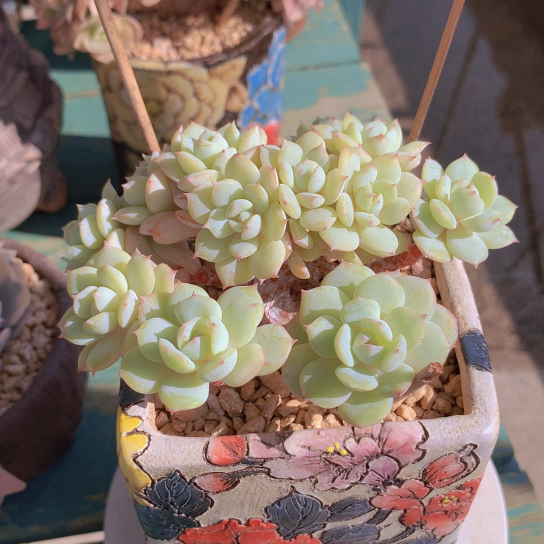 恋曲朵朵无砍自然小整板子