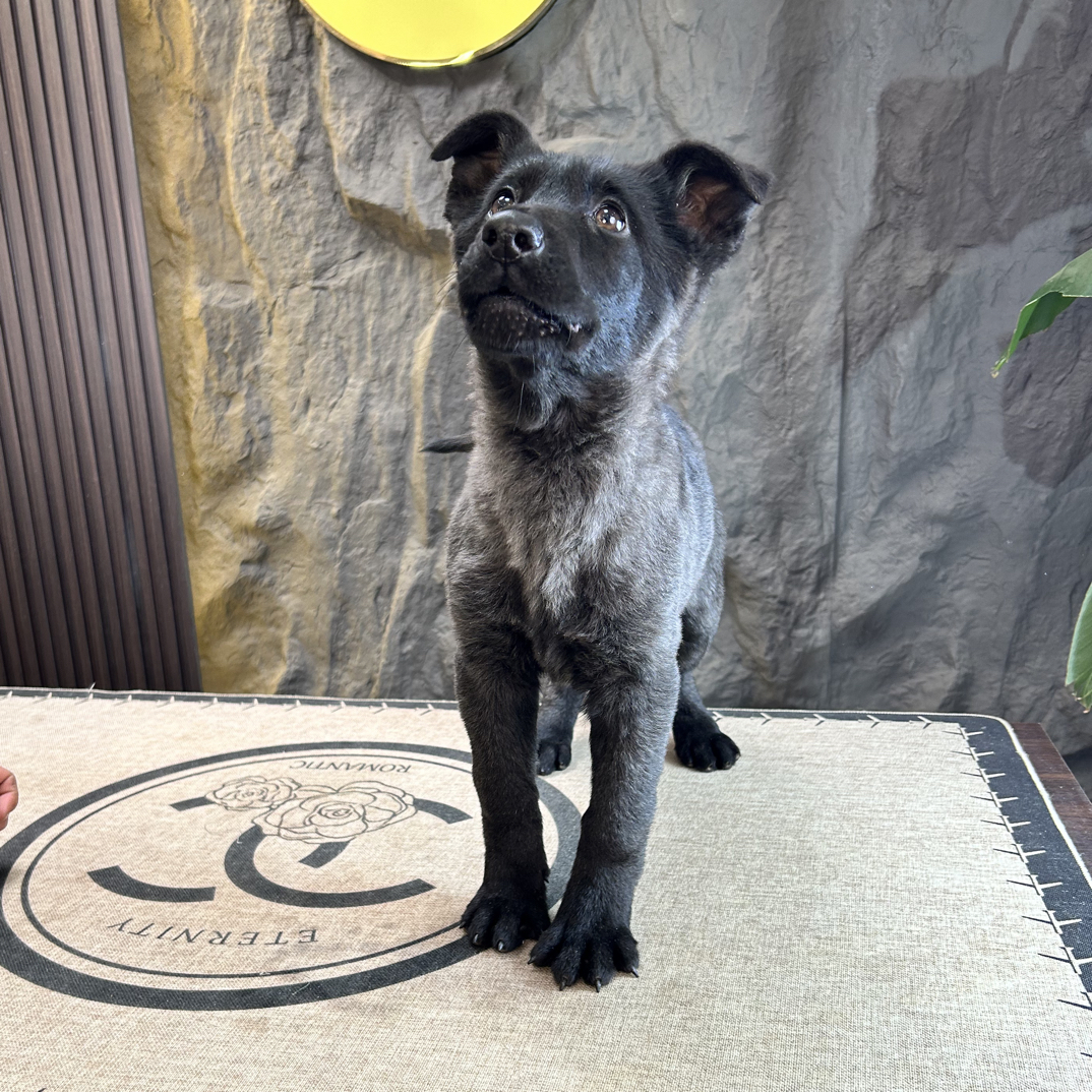 东德牧羊犬悍匪女儿纯种双血统狗狗