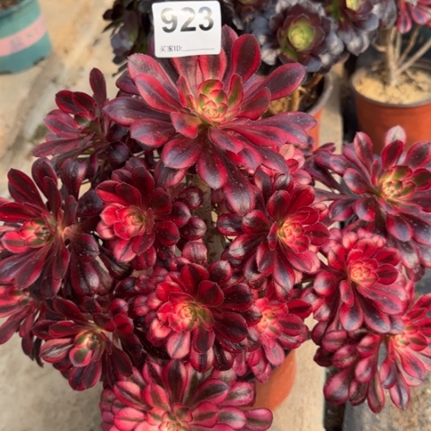 923香奈儿多肉30厘米左右