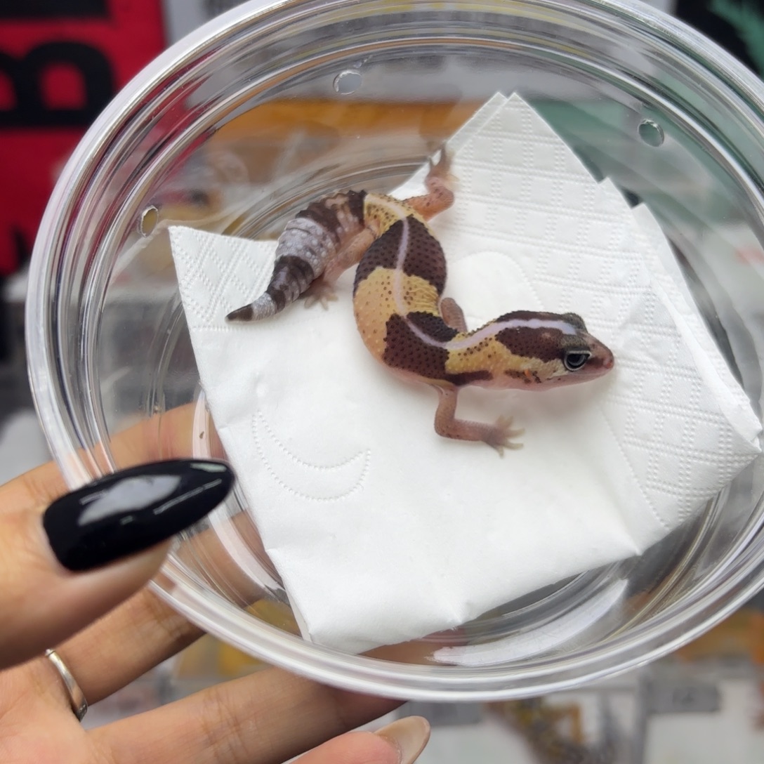 肥尾守宫原色h橘白 母温 V045