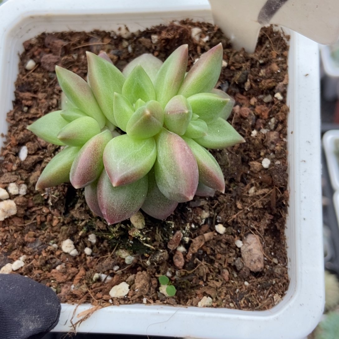 907迷雾泡泡多肉植物保护