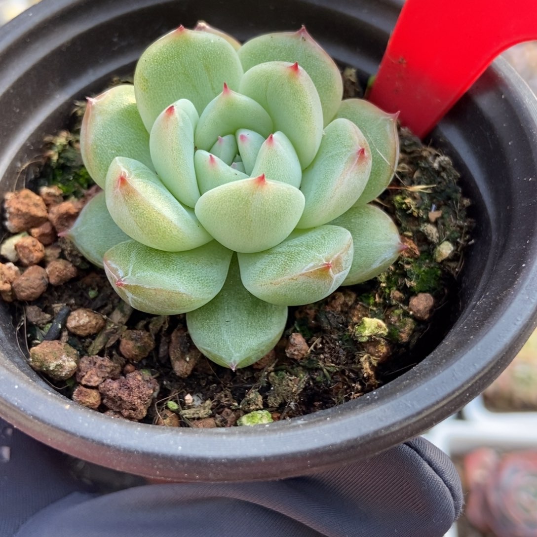 868雪花珍妮多肉植物保护