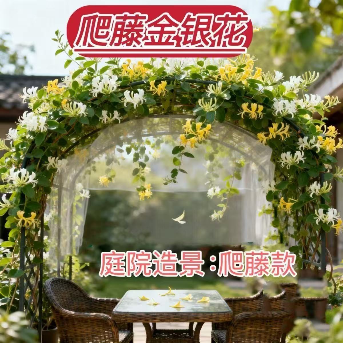 锦赏黄白多彩爬藤金银花盆栽地栽观赏可绿植耐寒四季庭院花卉树苗