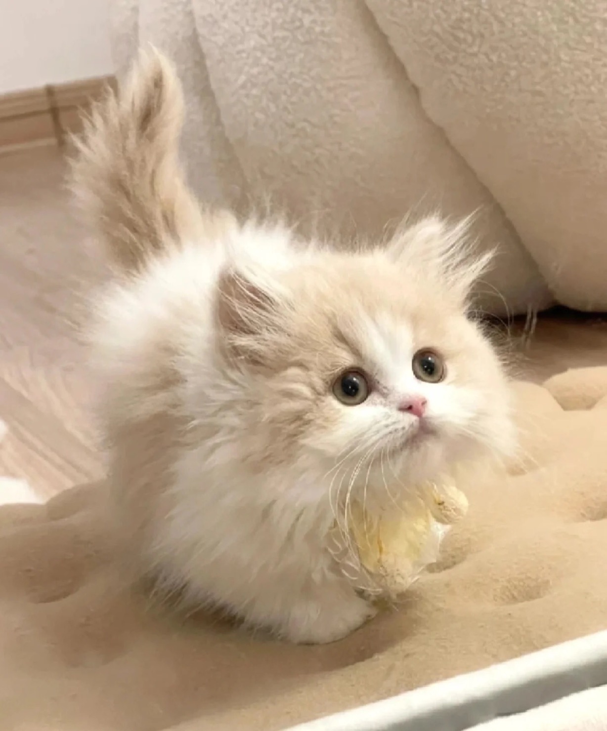 【九尾狐】高质量手工DIY搪胶毛绒公仔挂件玩偶礼物可爱心动