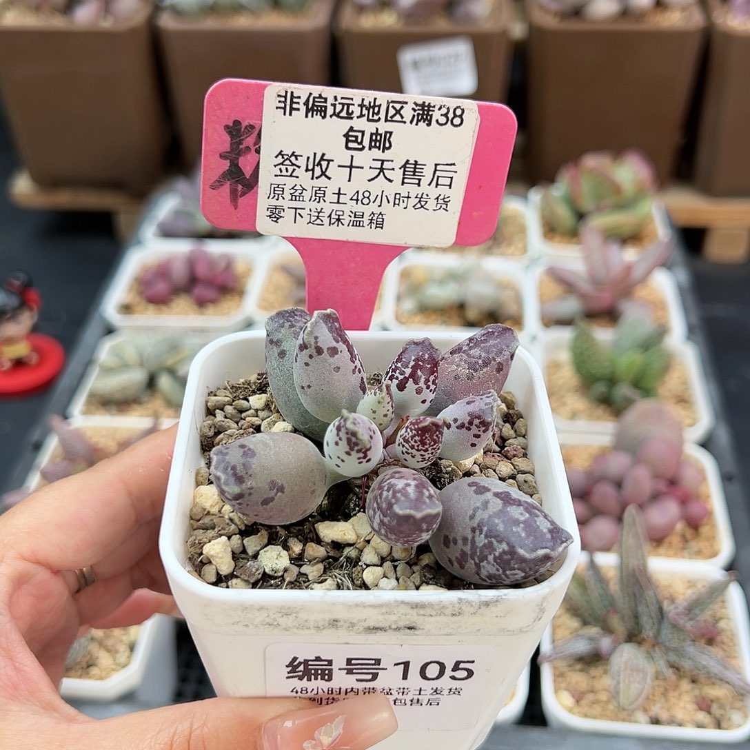 105一代紫肌海豹多肉植物