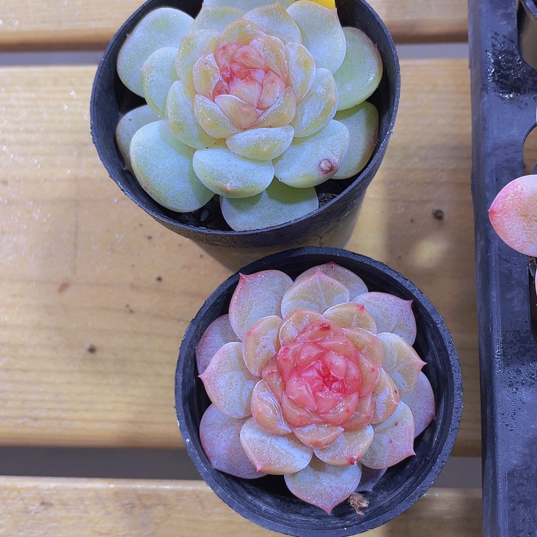 1192号糖心孤品2个
