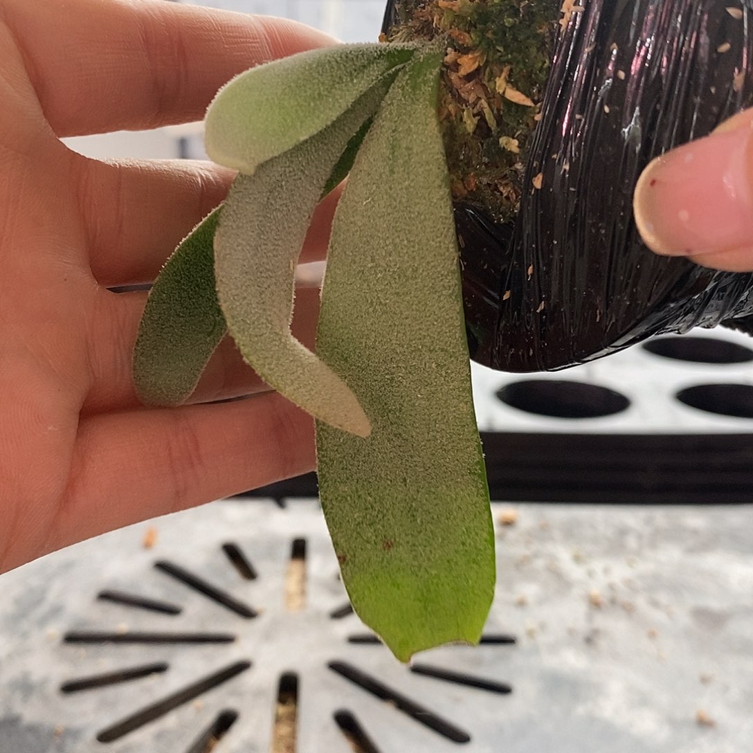 无花朵白爪哇鹿角蕨