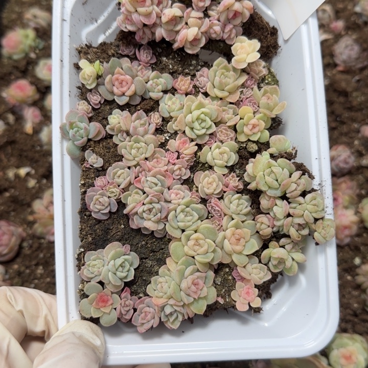 *****27号王者系列一盒