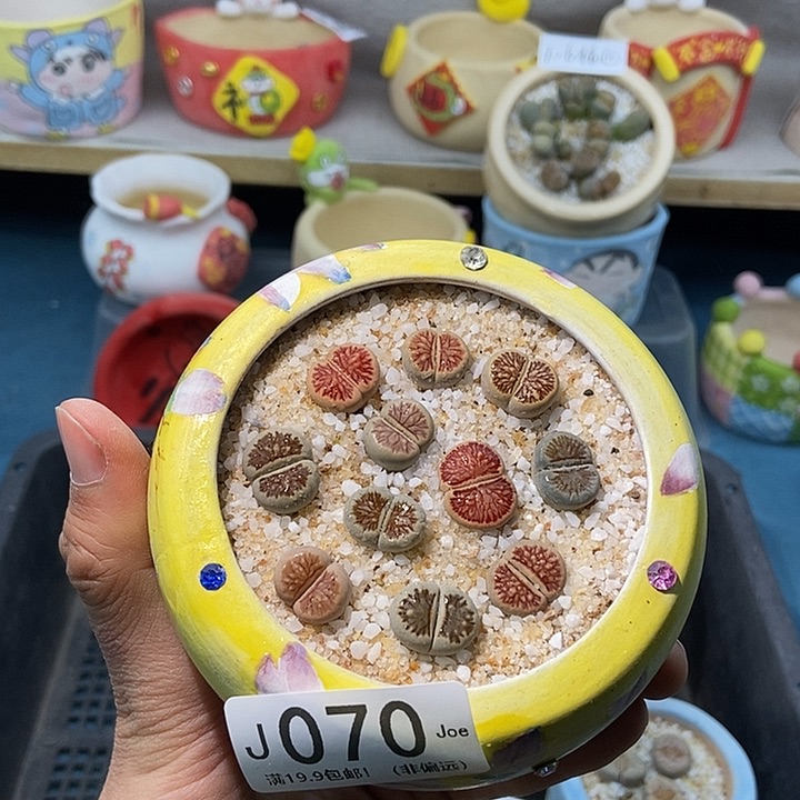 70大舅生石花肉锥多肉