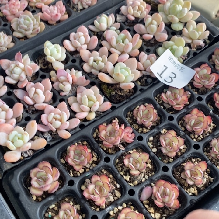 13 多肉植物盆栽花卉